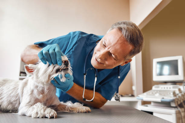 Best After-Hours Emergency Dentist in Orwigsburg, PA